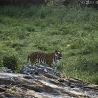 Bandipur Safari Lodge