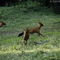 Bandipur Safari Lodge