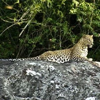 Bandipur Safari Lodge