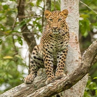 Bandipur Safari Lodge